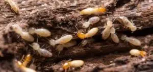 شركة الصفرات لمكافحة النمل بالرياض