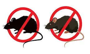 شركة الصفرات لمكافحة الفئران بالرياض0562048682 شركة الصفرات لمكافحة الفئران بالرياض